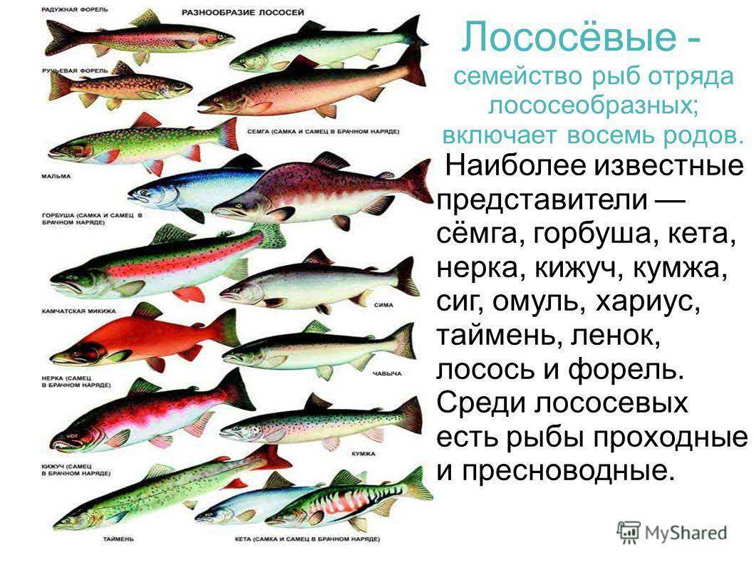 Рыбы семейства лососевых