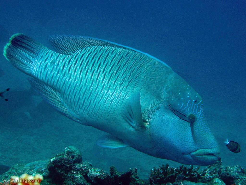 Рыба «Губан-перепёлка» фото и описание