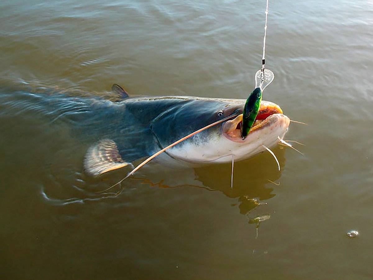 Рыбалка — террария вики