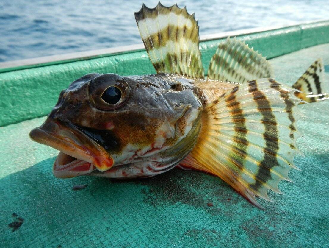 Морской карась: ласкирь черноморский – как называется рыба