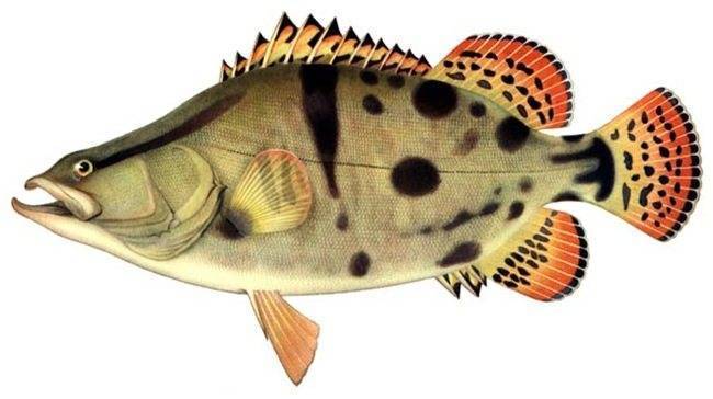 Ауха или китайский окунь – хищная рыба дальнего востока и китая