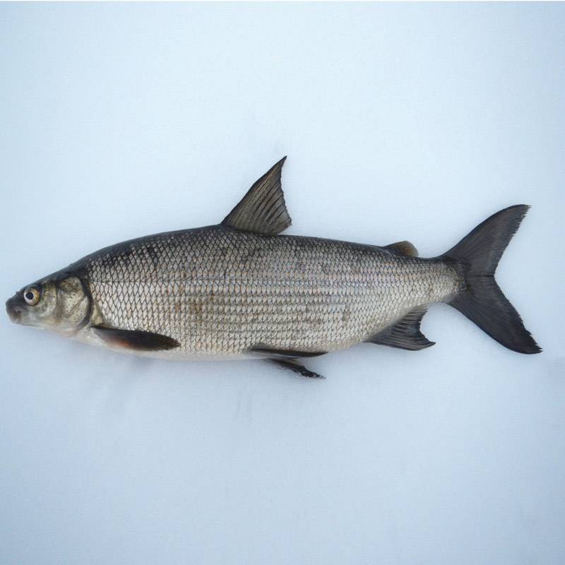 Рыба сиг: особенности вида и его сородичей, список представителей семейства с названиями и описаниями
