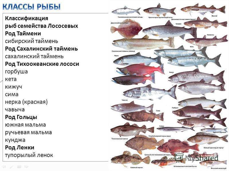 Нежирные сорта рыбы. | здоровое питание