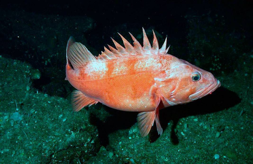 Рыбы красного моря - обитатели морских глубин и их характеристики (110 фото)