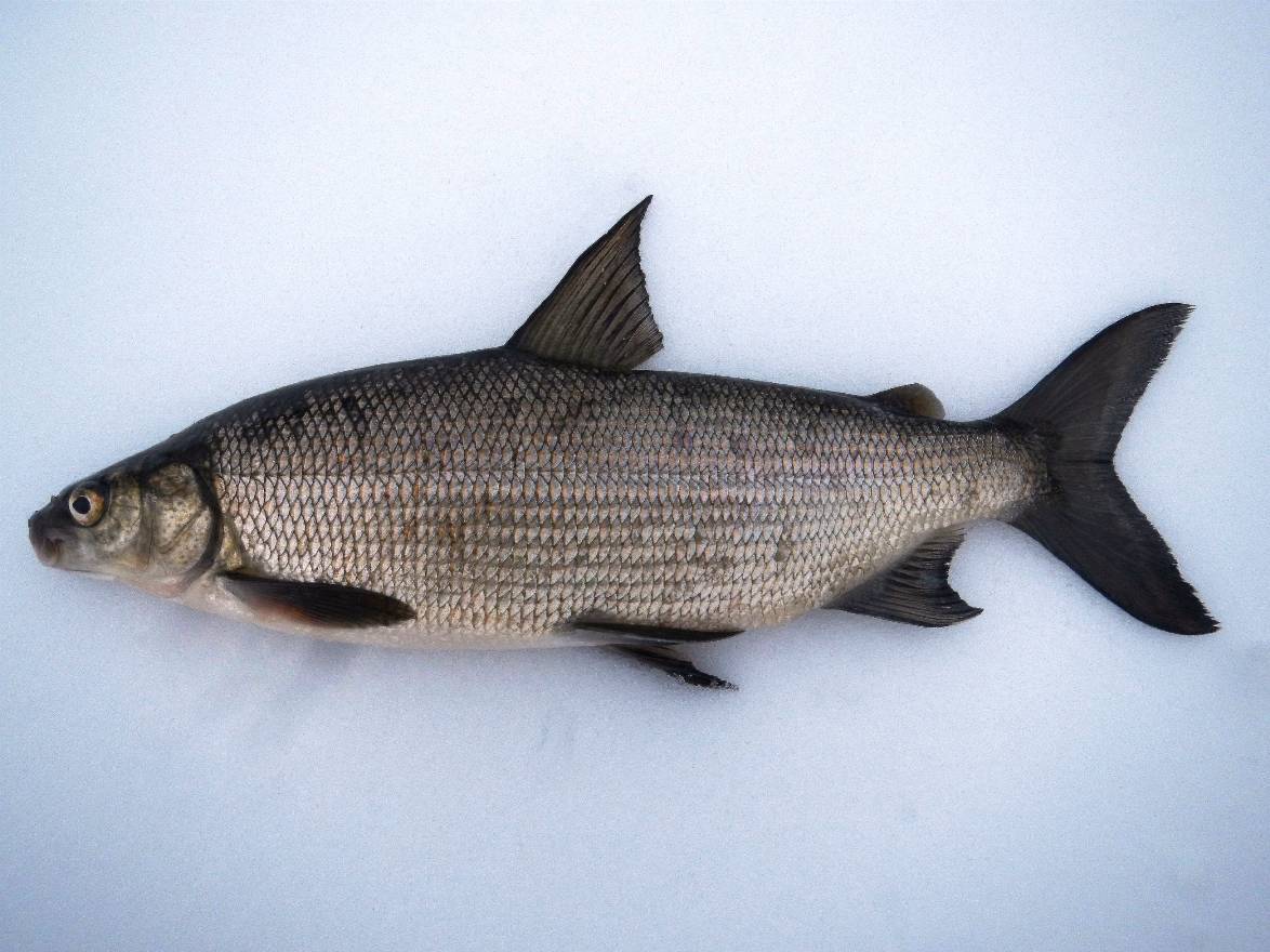 Обыкновенный сиг: что это за рыба, где водятся сиговые виды рыб
