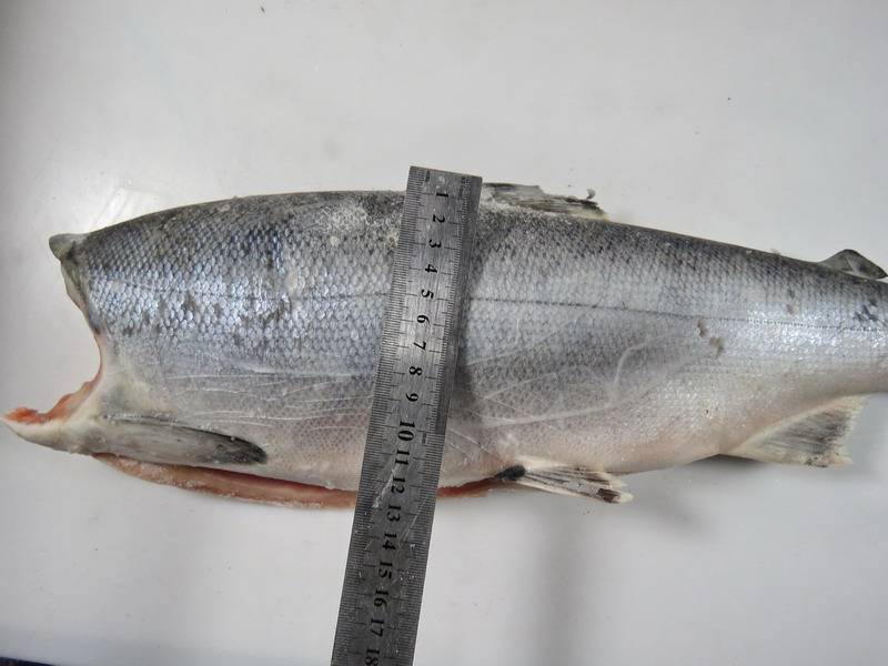 Рыба «Кижуч» фото и описание