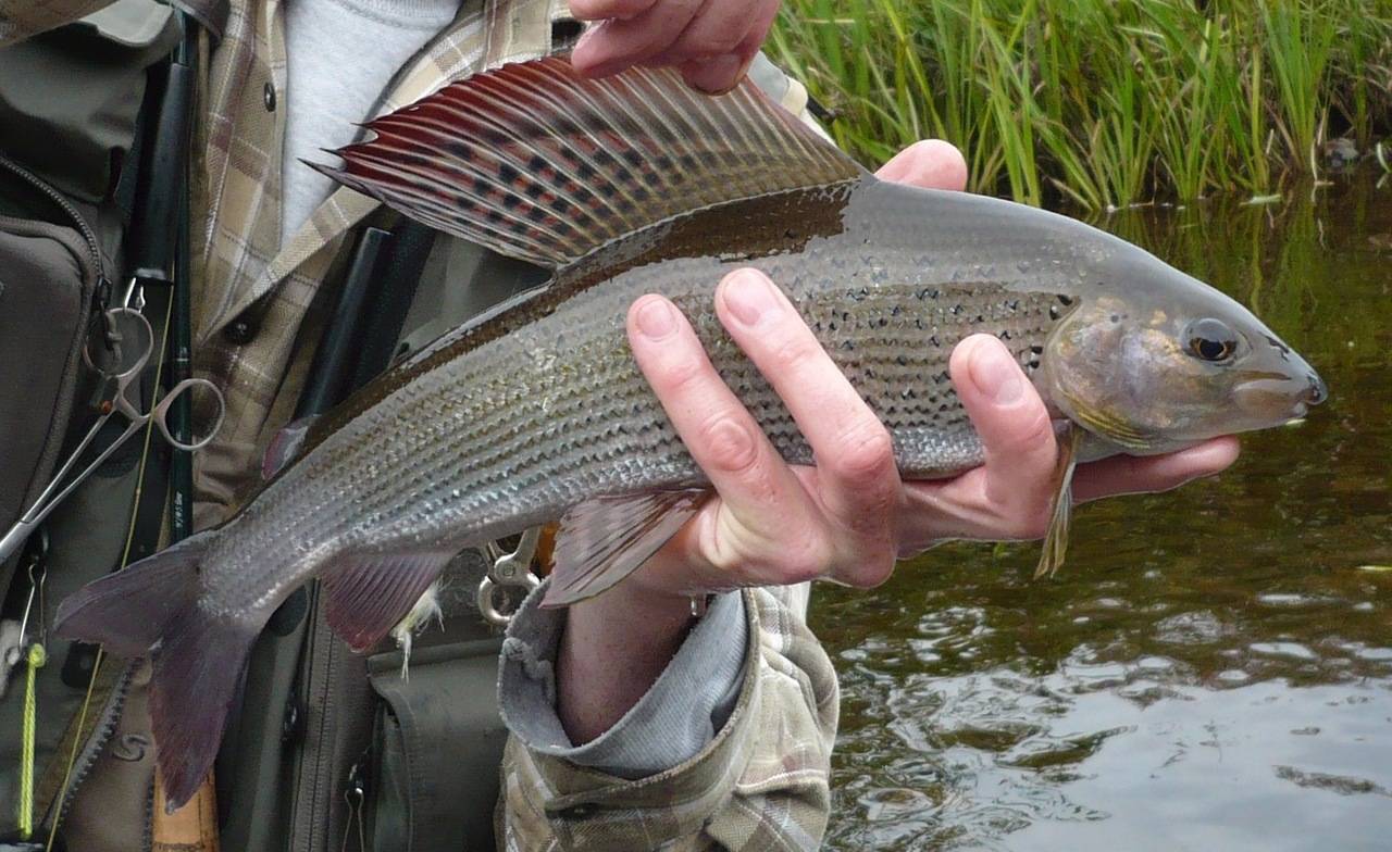 Рыбалка в октябре в подмосковье: особенности ловли на москве-реке, какая рыба водится