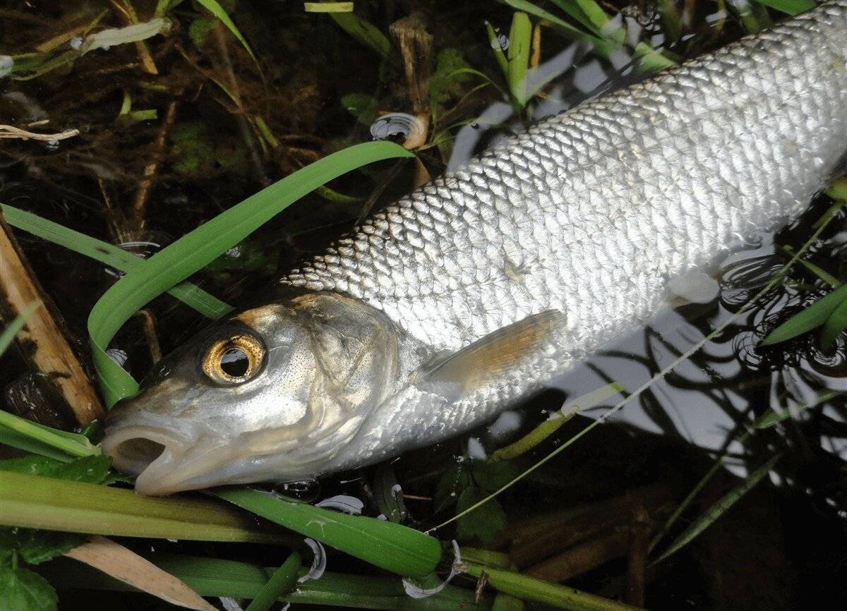 Елец (рыба): описание и фото. зимняя рыбалка на ельца :: syl.ru