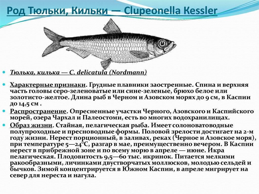 Рыба тюлька - польза и вред для организма, полезные свойства и противопоказания