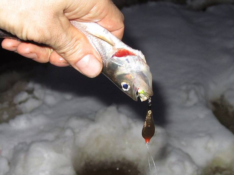Рыба корюшка: фото и описание