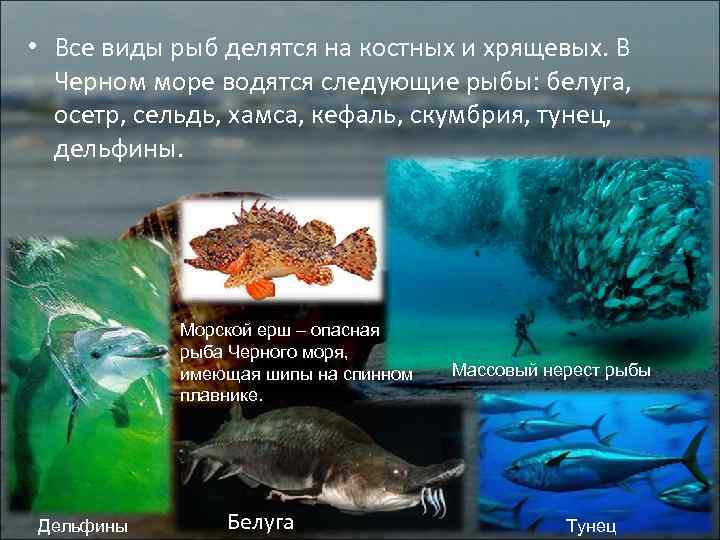 Морской дракон – опасная и ядовитая рыба черного моря - перекоп.ру