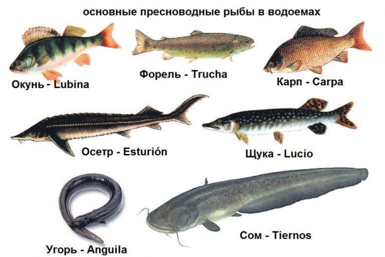 Донные речные рыбы, которые водятся на территории россии