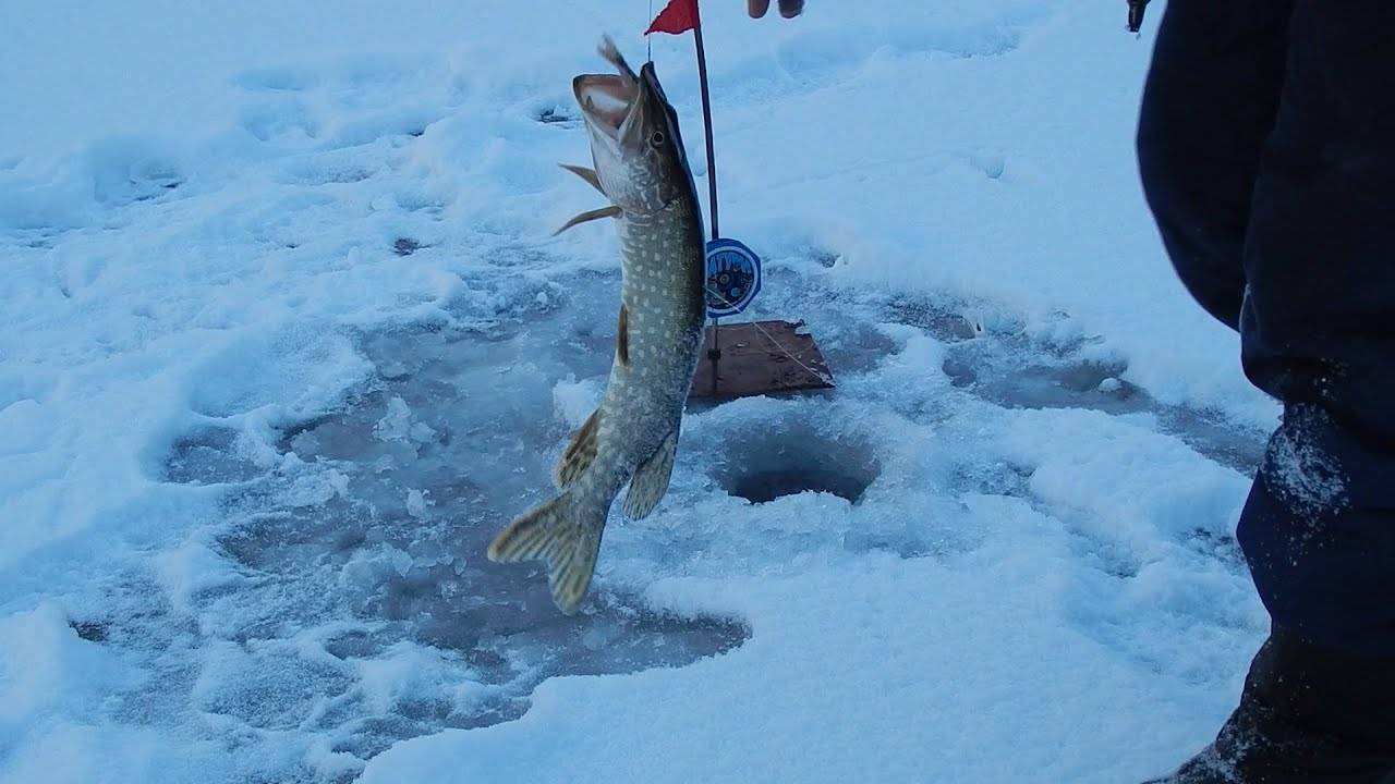 Особенности зимней рыбалки на щуку