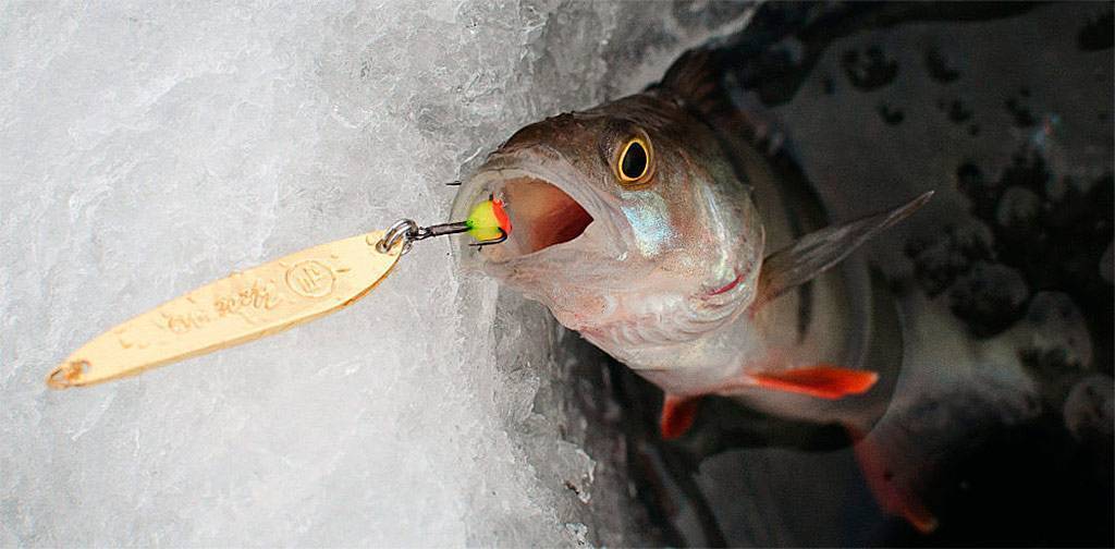 Зимняя ловля окуня на блесну: выбор уловистой приманки и тактика рыбалки