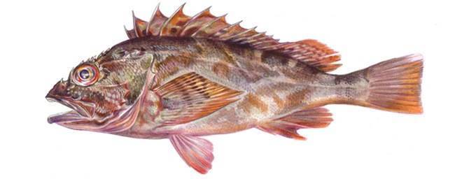 Рыба «Морской окунь мраморный» фото и описание