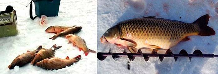 Зимняя рыбалка: ловля сазана - читайте на сatcher.fish