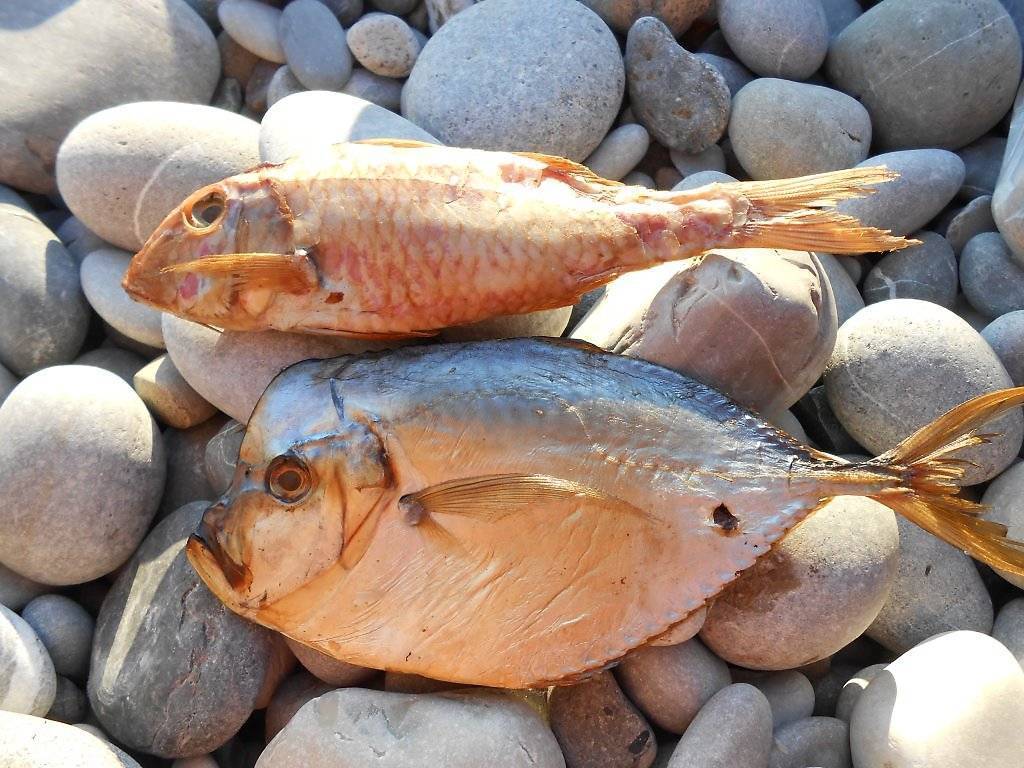 Рыба барабулька: описание видов с фото, польза и вред
