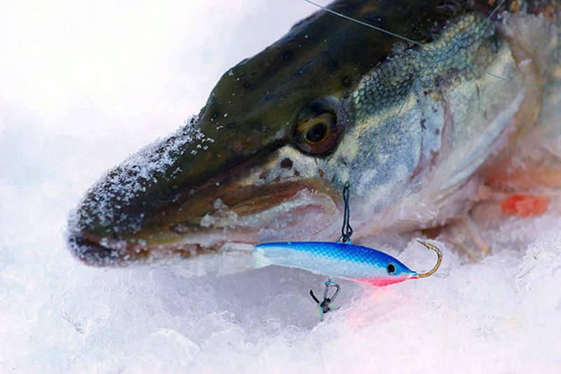 Зимняя рыбалка на щуку. как ловить щуку зимой