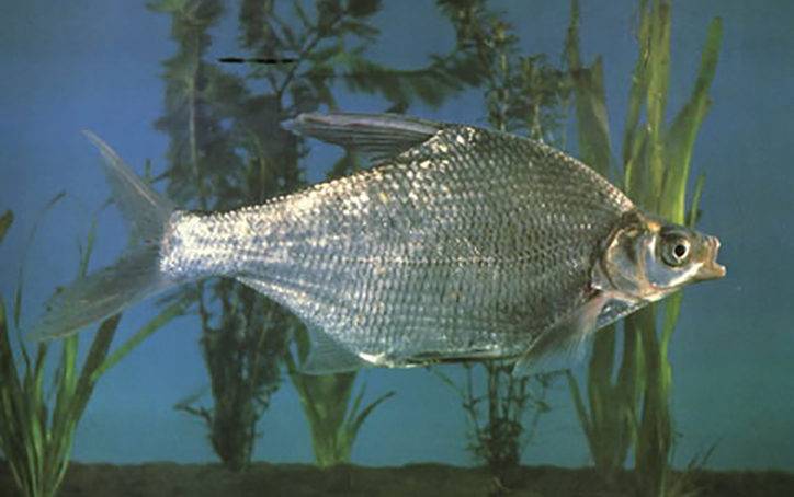 Рыба белый амур (50 фото): внешний вид, места обитания, особенности размножения и питания, пищевая ценность и употребление в пищу