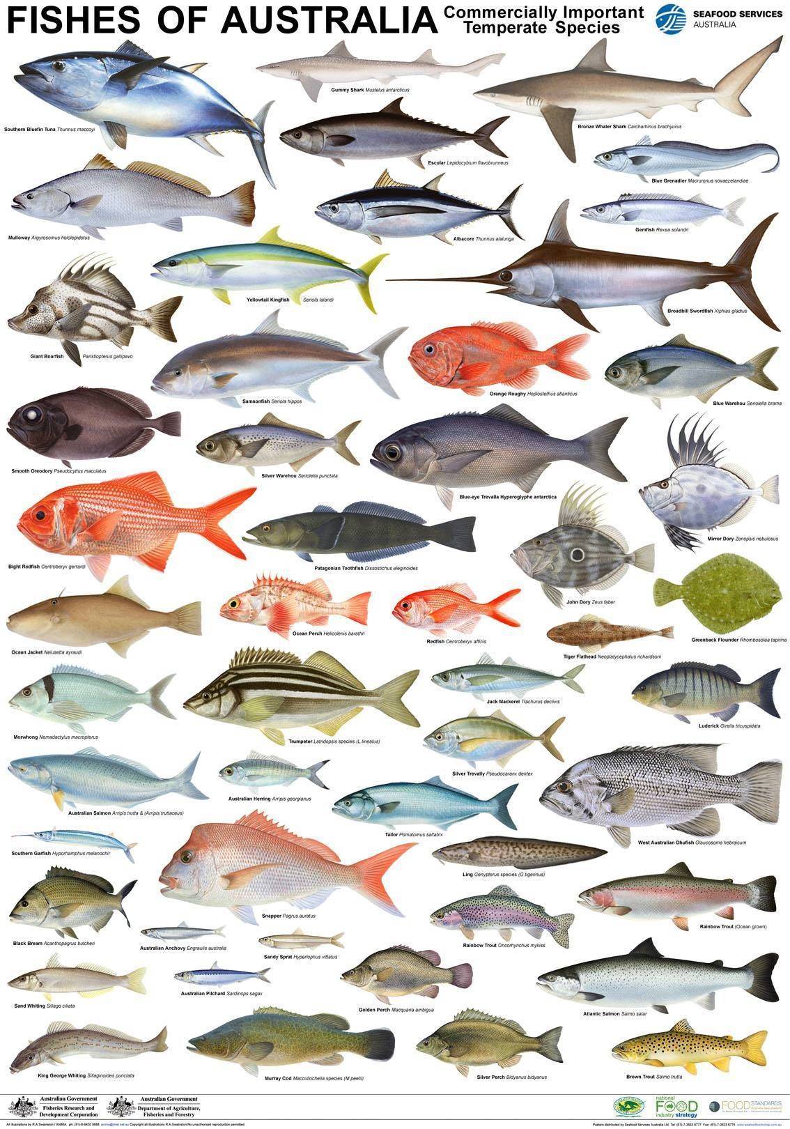 Морские и пресноводные рыбы