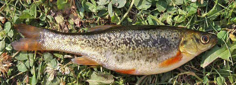 Гольян рыба – википедия, рецепты, фото, озерный, обыкновенный, рыбалка