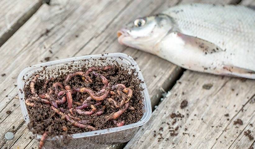 Как хранить червей для рыбалки дома, чем их кормить и как выращивать