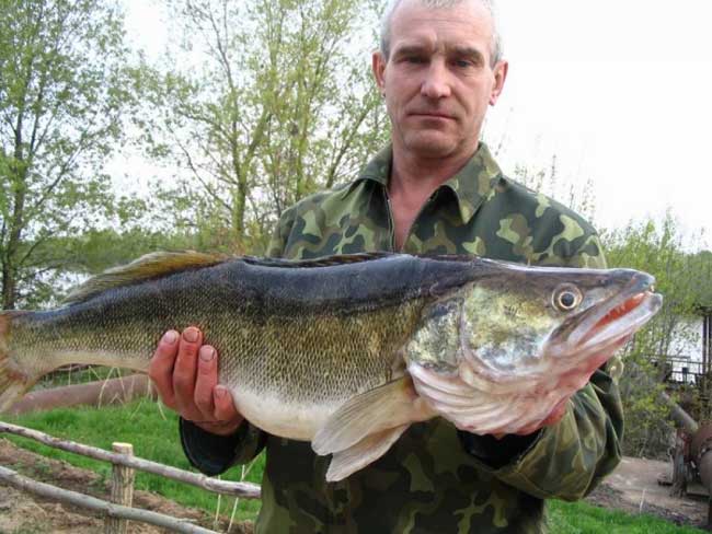 Рыбалка в волгодонске: ловля судака в его окрестностях, пруд грачики и другие рыболовные места
