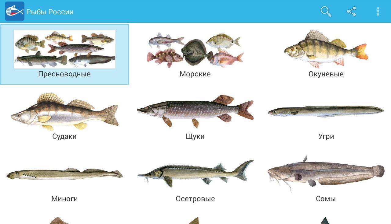 Список речных рыб — названия, отличия, образ жизни