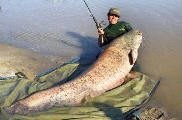 Аквариумная рыбка сомик, чем питается, как содержать и как размножается - ribulki.ru