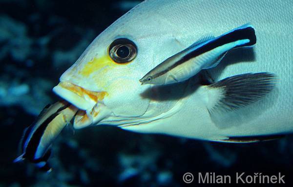 Рыба «Губан-лапина» фото и описание