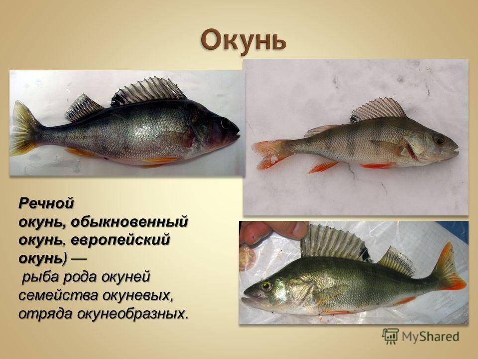 Окунь: описание рыбы, условия обитания, образ жизни, виды, ловля и разведение