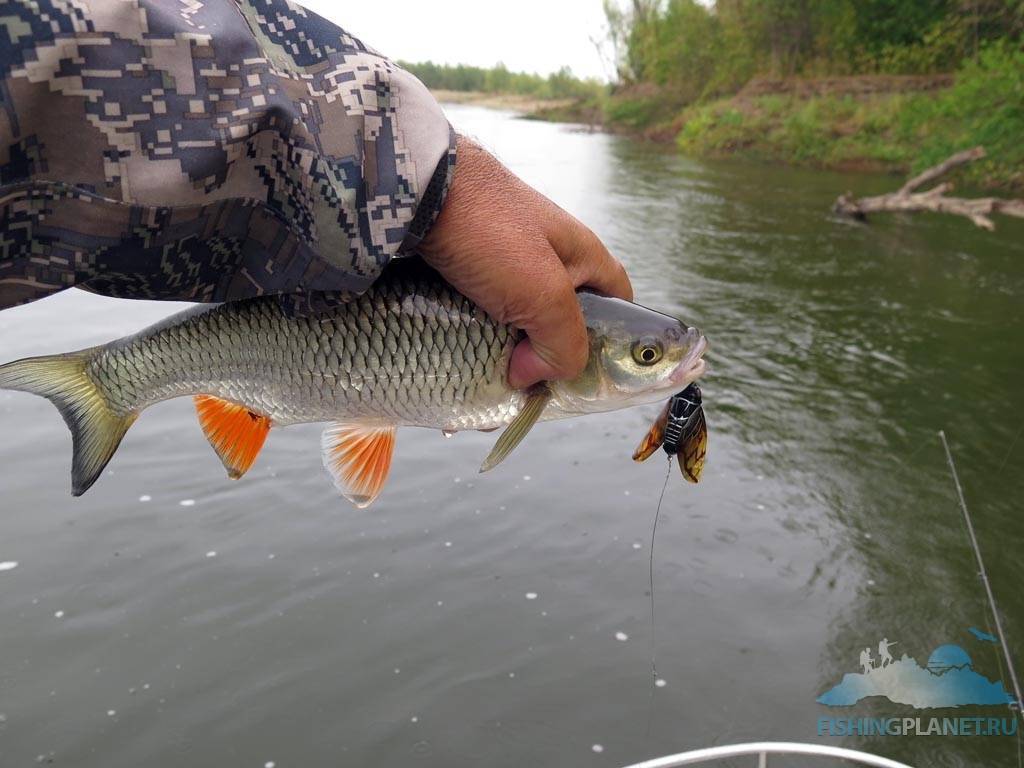 Как поймать жереха - спортивное рыболовство