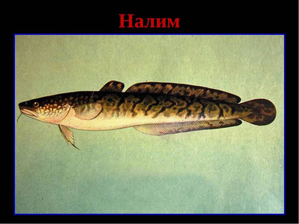 Рыба налим: описание с фото