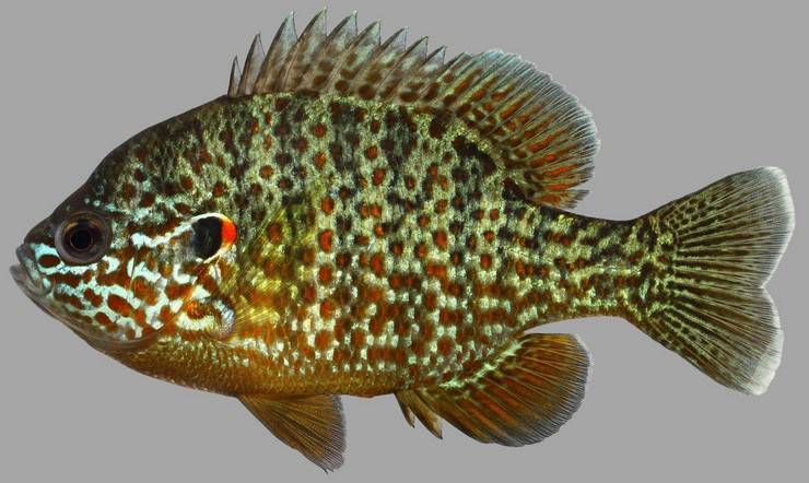 Калифорнийский солнечный окунь — описание вида, содержание радужной рыбы в аквариуме, можно ли есть