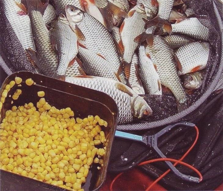 Уловистые насадки, наживки и прикормка для рыбалки, проверенные бывалыми рыбаками
