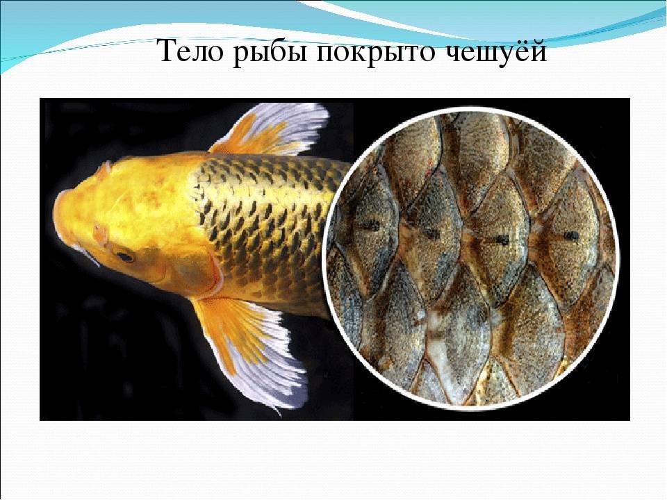 Чешуя рыб: виды и особенности. зачем рыбе чешуя? рыба без чешуи