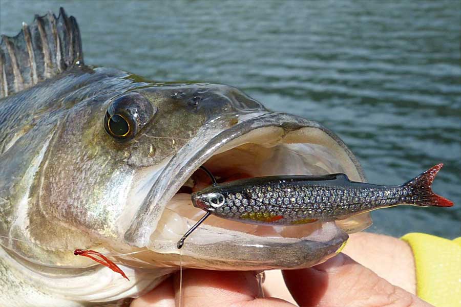 Судак рыба: хозяйственное значение и особенности товарного выращивания — cельхозпортал