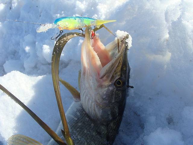 Ловля щуки зимой со льда: где искать, как и на что ловить. подледный лов щук в зимнее время: декабрь, январь, февраль