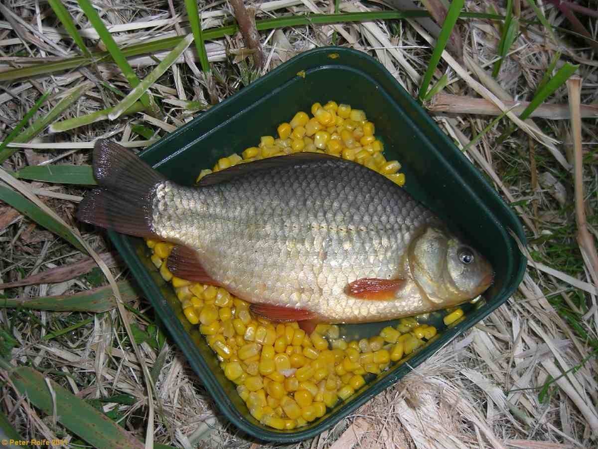 Ферментированная кукуруза для рыбалки приготовление