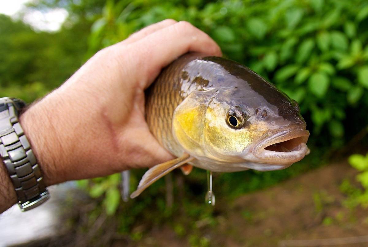 Видовой состав рыб в волге