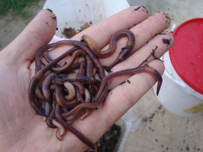 Как накопать червей? где копать их для рыбалки в жару без лопаты? где можно найти морских и дождевых червей? как быстро их добыть?