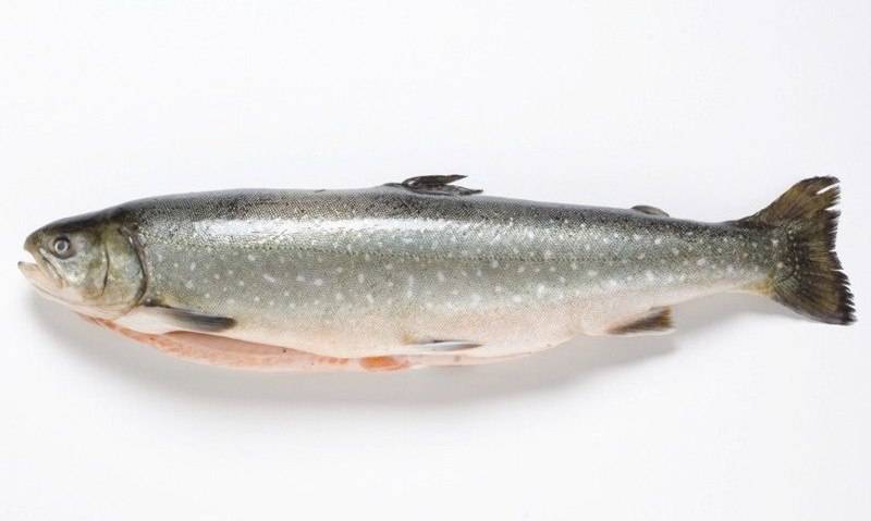 Голец – полезные свойства рыбы, видовое разнообразие, как приготовить на ydoo.info