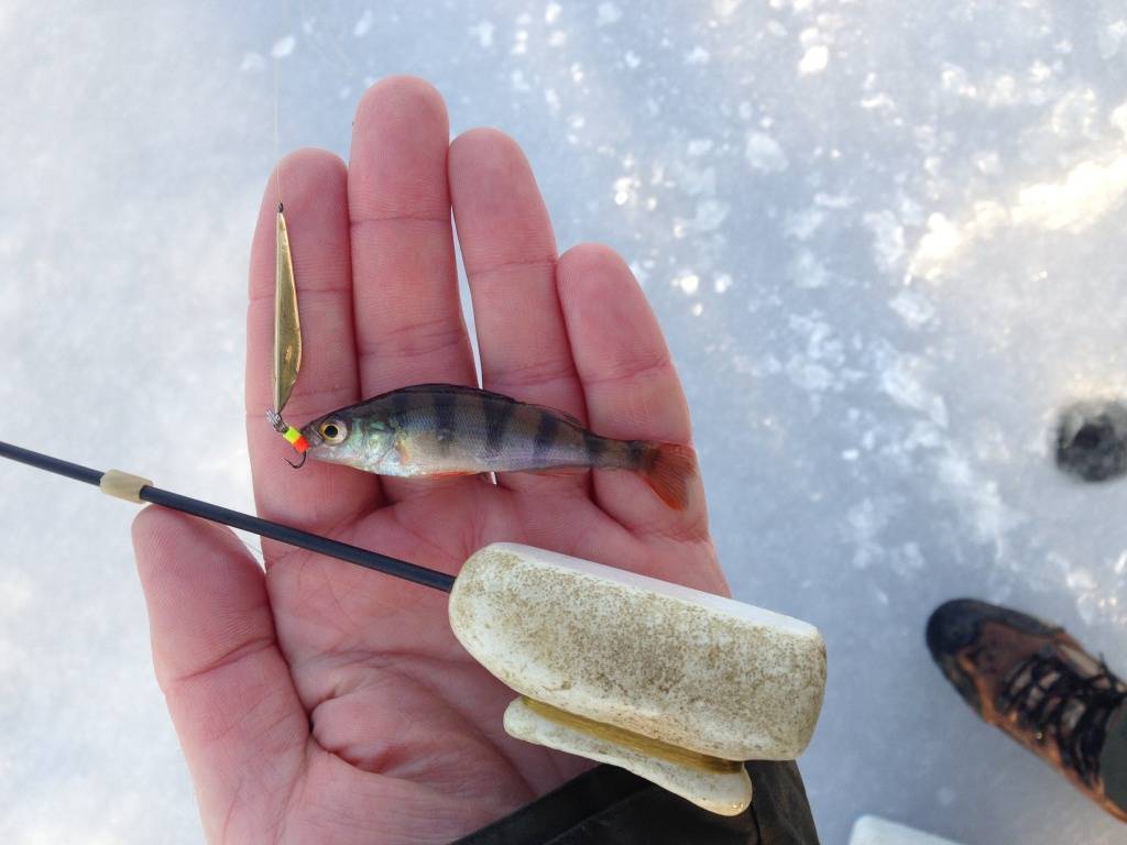 Лучшие зимние блесны на окуня - читайте на сatcher.fish