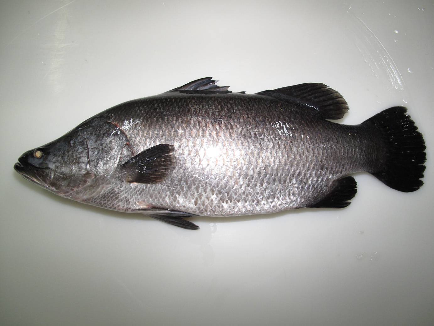 Рыба «Барамунди» фото и описание