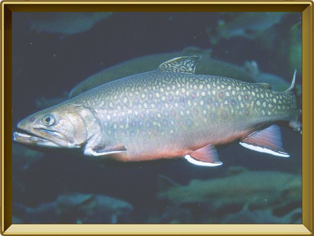 Голец рыба: описание и отзывы на камчатский, дальневосточный вид