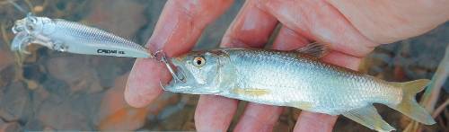 Губан-маори — рыба с большими губами