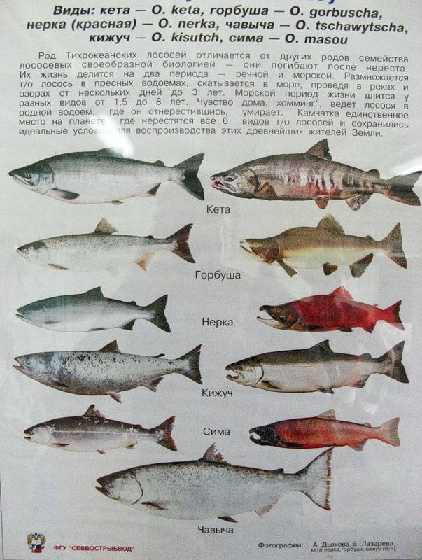 Важные факты про красную рыбу, которые стоит знать