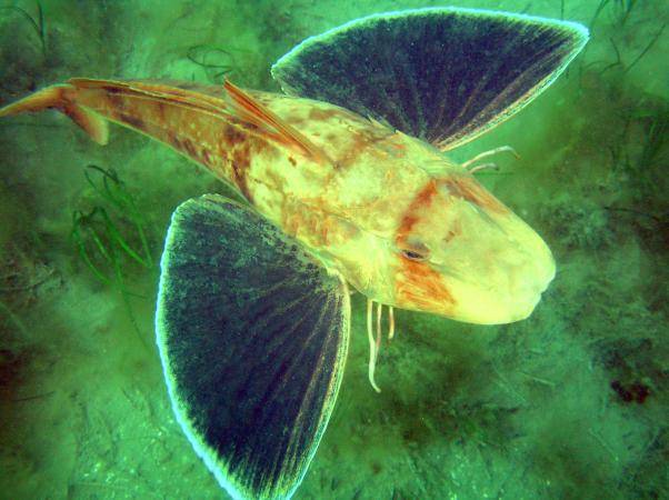 Морской петух (рыба): описание, фото