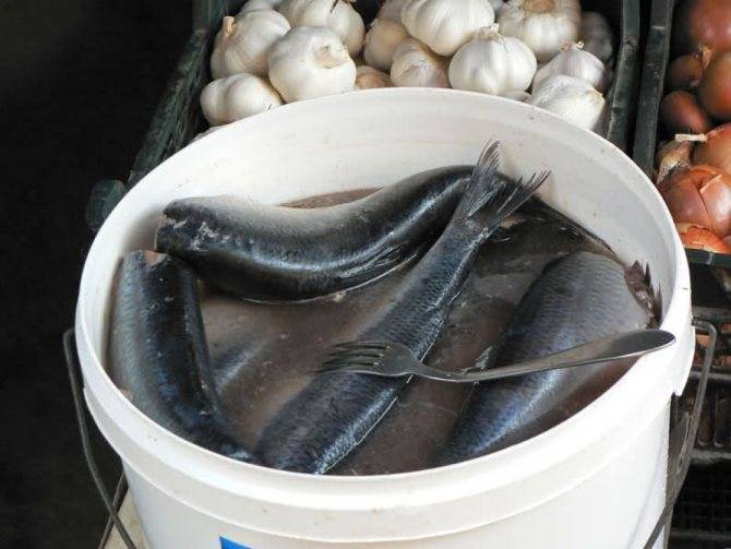 Солько и как хранить соленую рыбу в домашних условиях