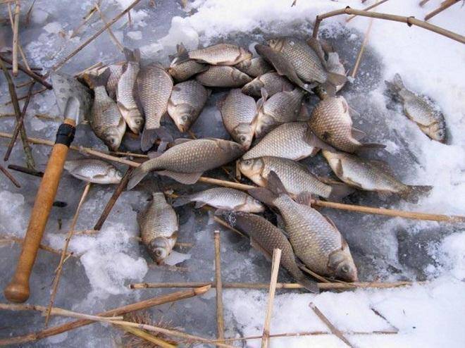 Ловля карася в начале зимы – рыбалке.нет